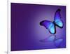 Morpho Blue Butterfly on Dark Blue Background-suns_luck-Framed Art Print