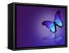 Morpho Blue Butterfly on Dark Blue Background-suns_luck-Framed Stretched Canvas