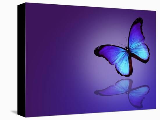 Morpho Blue Butterfly on Dark Blue Background-suns_luck-Stretched Canvas