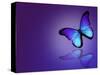 Morpho Blue Butterfly on Dark Blue Background-suns_luck-Stretched Canvas