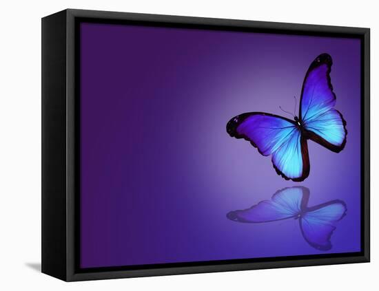 Morpho Blue Butterfly on Dark Blue Background-suns_luck-Framed Stretched Canvas
