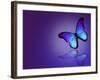 Morpho Blue Butterfly on Dark Blue Background-suns_luck-Framed Art Print