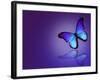 Morpho Blue Butterfly on Dark Blue Background-suns_luck-Framed Art Print