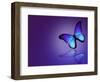 Morpho Blue Butterfly on Dark Blue Background-suns_luck-Framed Art Print