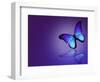 Morpho Blue Butterfly on Dark Blue Background-suns_luck-Framed Art Print