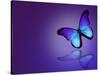 Morpho Blue Butterfly on Dark Blue Background-suns_luck-Stretched Canvas