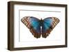 Morpho butterfly on white background. Costa Rica-Nick Hawkins-Framed Photographic Print