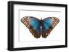 Morpho butterfly on white background. Costa Rica-Nick Hawkins-Framed Photographic Print