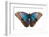 Morpho butterfly on white background. Costa Rica-Nick Hawkins-Framed Photographic Print