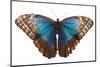 Morpho butterfly on white background. Costa Rica-Nick Hawkins-Mounted Photographic Print
