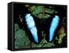 Morpho Butterfly, Rain Forest, Ecuador-Pete Oxford-Framed Stretched Canvas