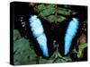 Morpho Butterfly, Rain Forest, Ecuador-Pete Oxford-Stretched Canvas