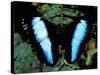 Morpho Butterfly, Rain Forest, Ecuador-Pete Oxford-Stretched Canvas