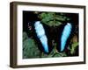 Morpho Butterfly, Rain Forest, Ecuador-Pete Oxford-Framed Photographic Print
