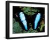 Morpho Butterfly, Rain Forest, Ecuador-Pete Oxford-Framed Photographic Print