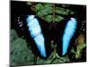 Morpho Butterfly, Rain Forest, Ecuador-Pete Oxford-Mounted Photographic Print