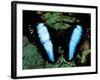 Morpho Butterfly, Rain Forest, Ecuador-Pete Oxford-Framed Photographic Print