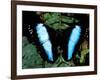 Morpho Butterfly, Rain Forest, Ecuador-Pete Oxford-Framed Photographic Print