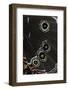 Morpho Helenor (Helenor Morpho) - Wings Detail-Paul Starosta-Framed Photographic Print