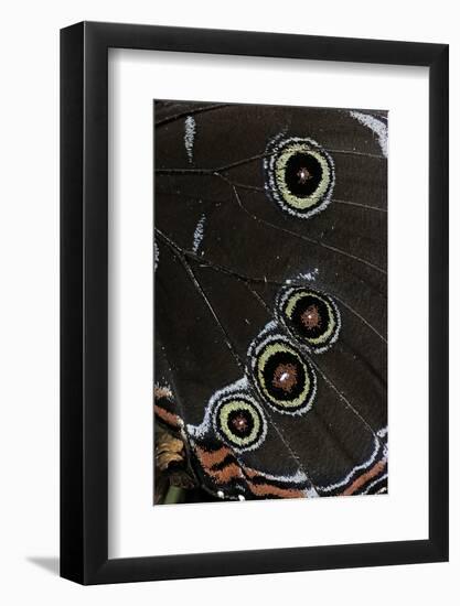 Morpho Helenor (Helenor Morpho) - Wings Detail-Paul Starosta-Framed Photographic Print
