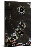 Morpho Helenor (Helenor Morpho) - Wings Detail-Paul Starosta-Mounted Photographic Print