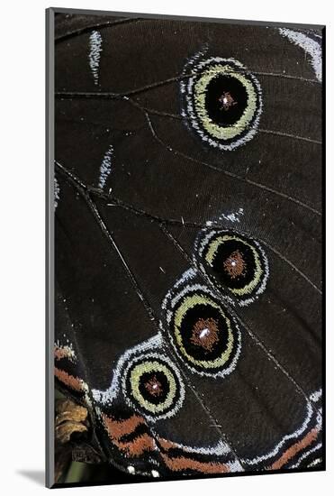 Morpho Helenor (Helenor Morpho) - Wings Detail-Paul Starosta-Mounted Photographic Print