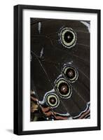 Morpho Helenor (Helenor Morpho) - Wings Detail-Paul Starosta-Framed Photographic Print