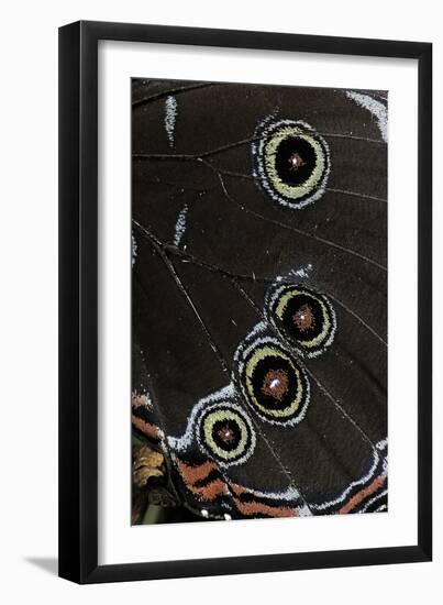 Morpho Helenor (Helenor Morpho) - Wings Detail-Paul Starosta-Framed Photographic Print