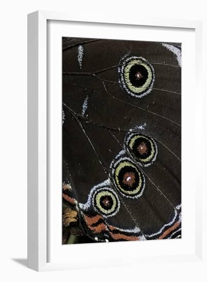 Morpho Helenor (Helenor Morpho) - Wings Detail-Paul Starosta-Framed Photographic Print