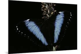 Morpho Helenor (Helenor Morpho)-Paul Starosta-Mounted Premium Photographic Print