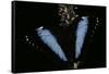 Morpho Helenor (Helenor Morpho)-Paul Starosta-Framed Stretched Canvas