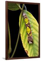 Morpho Menelaus (Menelaus Blue Morpho) - Caterpillar-Paul Starosta-Framed Premium Photographic Print