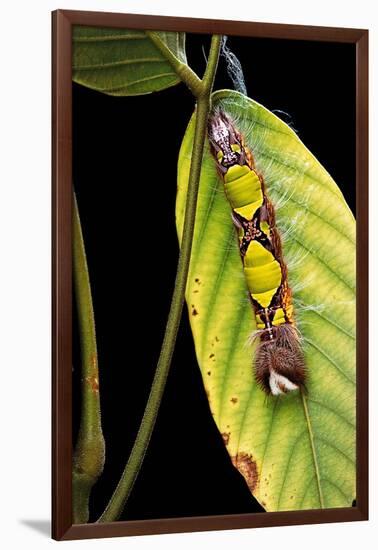 Morpho Menelaus (Menelaus Blue Morpho) - Caterpillar-Paul Starosta-Framed Premium Photographic Print