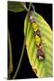 Morpho Menelaus (Menelaus Blue Morpho) - Caterpillar-Paul Starosta-Mounted Premium Photographic Print