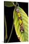 Morpho Menelaus (Menelaus Blue Morpho) - Caterpillar-Paul Starosta-Stretched Canvas
