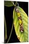 Morpho Menelaus (Menelaus Blue Morpho) - Caterpillar-Paul Starosta-Mounted Photographic Print