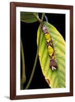 Morpho Menelaus (Menelaus Blue Morpho) - Caterpillar-Paul Starosta-Framed Photographic Print