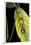 Morpho Menelaus (Menelaus Blue Morpho) - Caterpillar-Paul Starosta-Framed Photographic Print