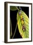 Morpho Menelaus (Menelaus Blue Morpho) - Caterpillar-Paul Starosta-Framed Photographic Print