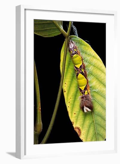 Morpho Menelaus (Menelaus Blue Morpho) - Caterpillar-Paul Starosta-Framed Photographic Print