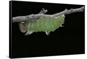 Morpho Peleides (Blue Morpho) - Caterpillar before Pupating-Paul Starosta-Framed Stretched Canvas