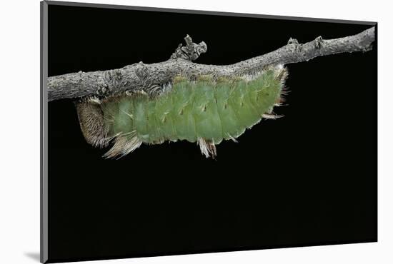 Morpho Peleides (Blue Morpho) - Caterpillar before Pupating-Paul Starosta-Mounted Photographic Print