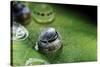 Morpho Peleides (Blue Morpho) - Caterpillar Hatching out of Egg-Paul Starosta-Stretched Canvas