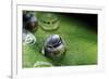 Morpho Peleides (Blue Morpho) - Caterpillar Hatching out of Egg-Paul Starosta-Framed Photographic Print