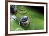 Morpho Peleides (Blue Morpho) - Caterpillar Hatching out of Egg-Paul Starosta-Framed Photographic Print