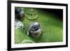 Morpho Peleides (Blue Morpho) - Caterpillar Hatching out of Egg-Paul Starosta-Framed Photographic Print