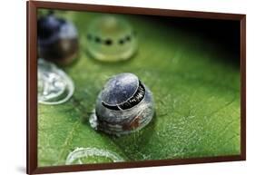 Morpho Peleides (Blue Morpho) - Caterpillar Hatching out of Egg-Paul Starosta-Framed Photographic Print