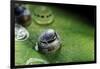 Morpho Peleides (Blue Morpho) - Caterpillar Hatching out of Egg-Paul Starosta-Framed Photographic Print