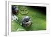 Morpho Peleides (Blue Morpho) - Caterpillar Hatching out of Egg-Paul Starosta-Framed Photographic Print