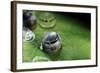 Morpho Peleides (Blue Morpho) - Caterpillar Hatching out of Egg-Paul Starosta-Framed Photographic Print